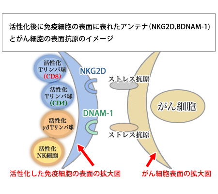 活性化後に免疫細胞の表面に表れたアンテナ（NKG2D、BDNAM-1）とがん細胞の表面抗原のイメージ