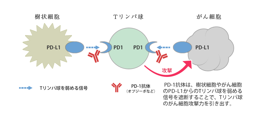 Tリンパ球の弱体化