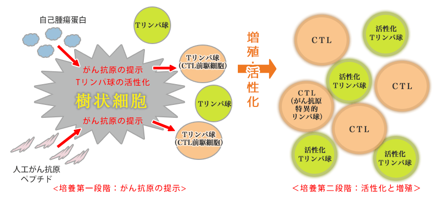 樹状細胞刺激活性化リンパ球の培養プロセス