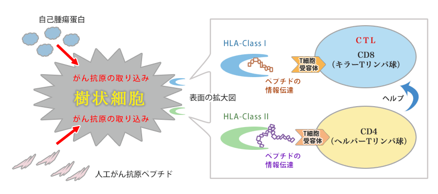 樹状細胞ワクチンのCTL誘導のメカニズム