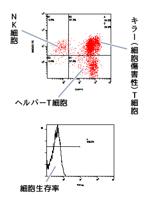 表面抗原検査（FACS）２